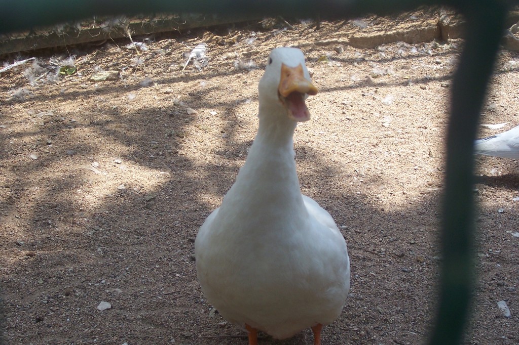 A friend in the National Gardens of Athens.